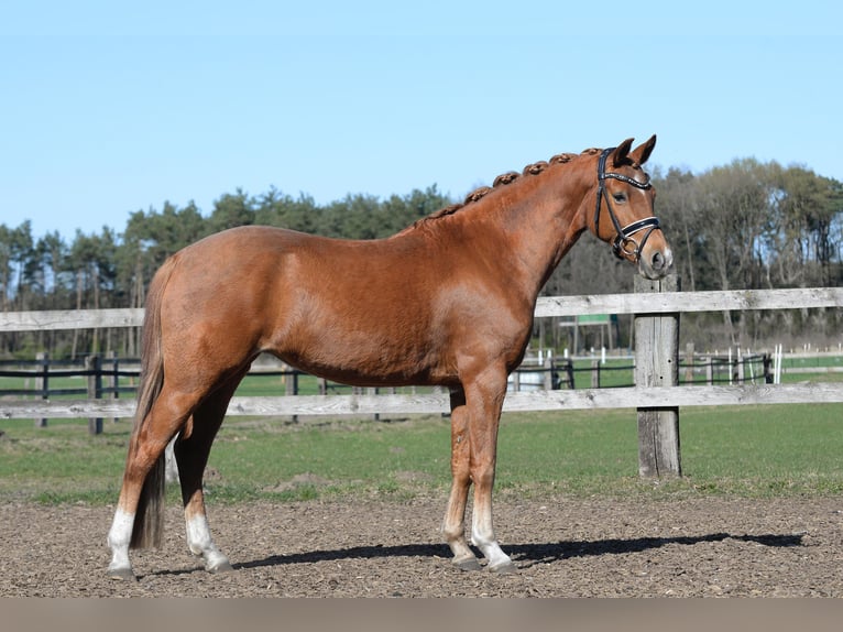 Deutsches Reitpony Stute 4 Jahre 147 cm Fuchs in Steinhagen