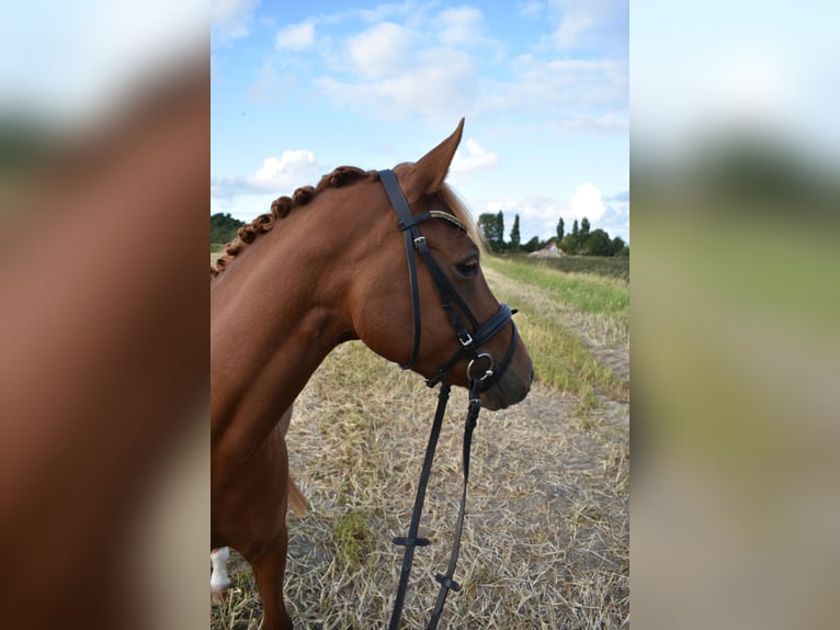 Deutsches Reitpony Stute 4 Jahre 147 cm Fuchs in Bremen