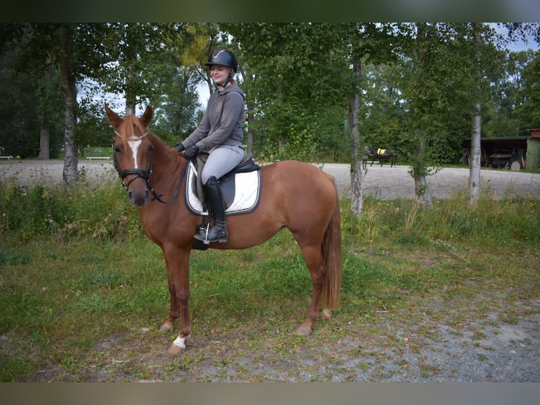Deutsches Reitpony Stute 4 Jahre 147 cm Fuchs in Bremen