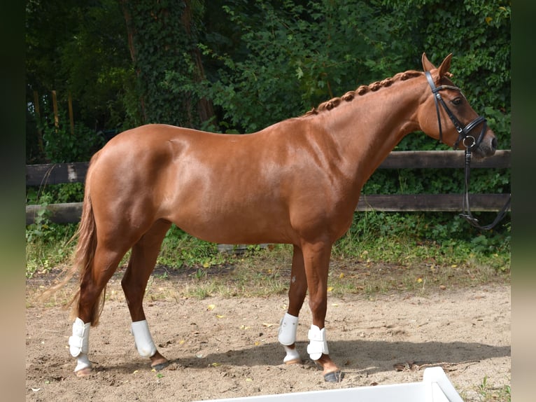Deutsches Reitpony Stute 4 Jahre 147 cm Fuchs in Bremen