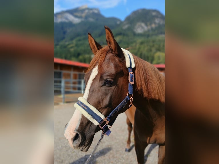 Deutsches Reitpony Stute 4 Jahre 147 cm Fuchs in Maurach a. A.