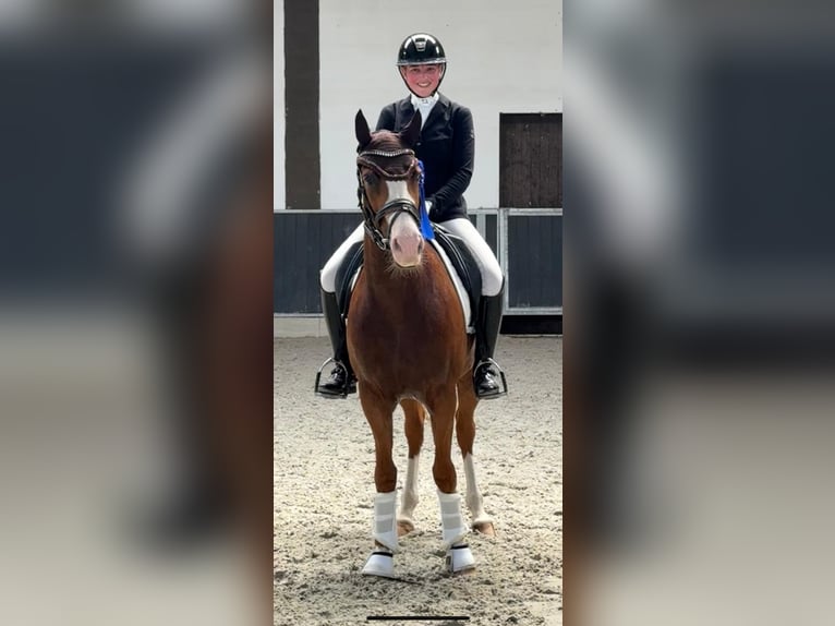 Deutsches Reitpony Stute 4 Jahre 147 cm Fuchs in J&#xFC;chen