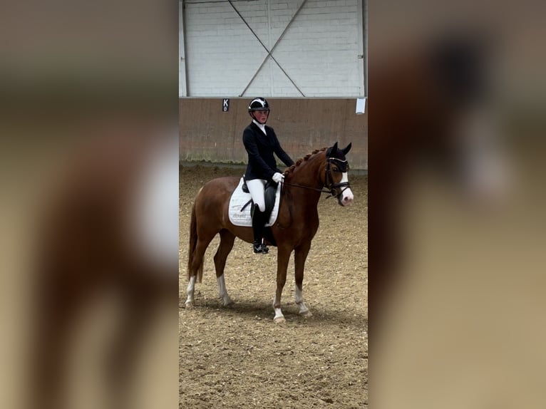 Deutsches Reitpony Stute 4 Jahre 147 cm Fuchs in J&#xFC;chen