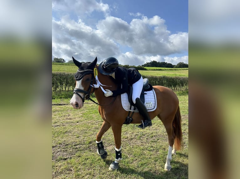 Deutsches Reitpony Stute 4 Jahre 147 cm Fuchs in J&#xFC;chen