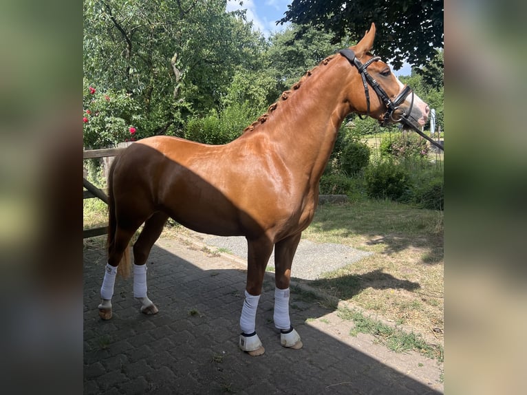 Deutsches Reitpony Stute 4 Jahre 147 cm Fuchs in J&#xFC;chen