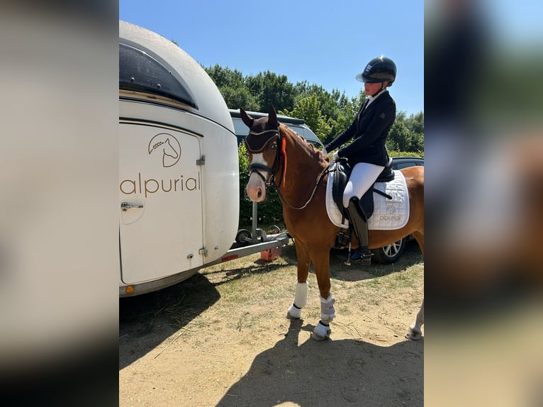 Deutsches Reitpony Stute 4 Jahre 147 cm Fuchs in J&#xFC;chen