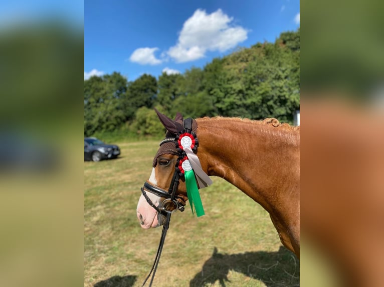 Deutsches Reitpony Stute 4 Jahre 147 cm Fuchs in J&#xFC;chen