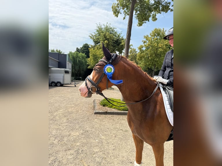 Deutsches Reitpony Stute 4 Jahre 147 cm Fuchs in J&#xFC;chen