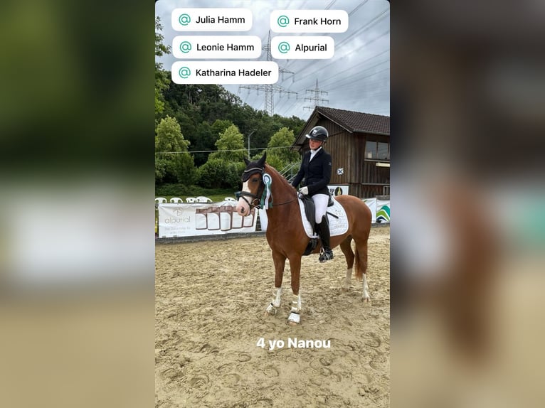 Deutsches Reitpony Stute 4 Jahre 147 cm Fuchs in J&#xFC;chen