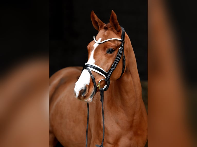 Deutsches Reitpony Stute 4 Jahre 147 cm Fuchs in Klötze ot Neuendorf