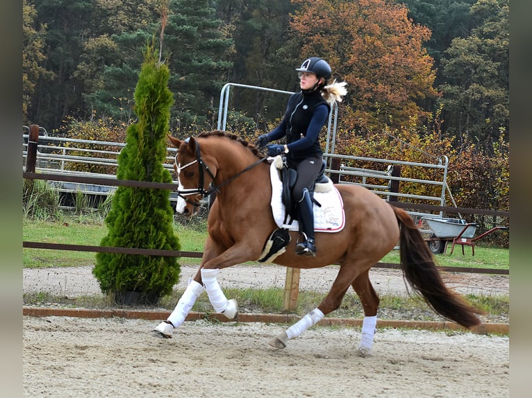 Deutsches Reitpony Stute 4 Jahre 147 cm Fuchs in Klötze ot Neuendorf