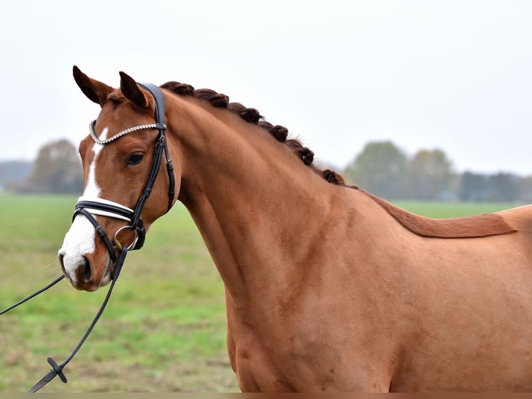 Deutsches Reitpony Stute 4 Jahre 147 cm Fuchs in Klötze ot Neuendorf