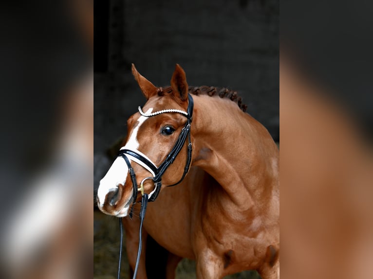 Deutsches Reitpony Stute 4 Jahre 147 cm Fuchs in Klötze ot Neuendorf