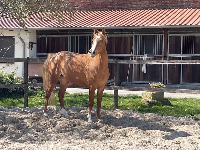 Deutsches Reitpony Stute 4 Jahre 147 cm Fuchs in Wallrode