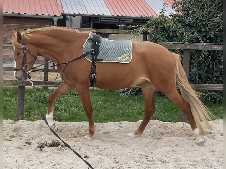 Deutsches Reitpony Stute 4 Jahre 147 cm Fuchs in Wallrode