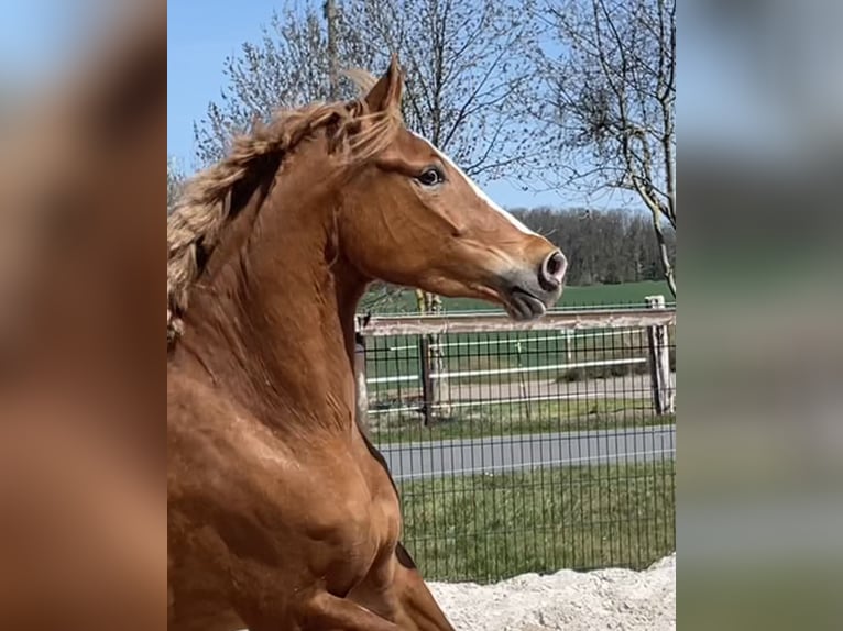 Deutsches Reitpony Stute 4 Jahre 147 cm Fuchs in Wallrode