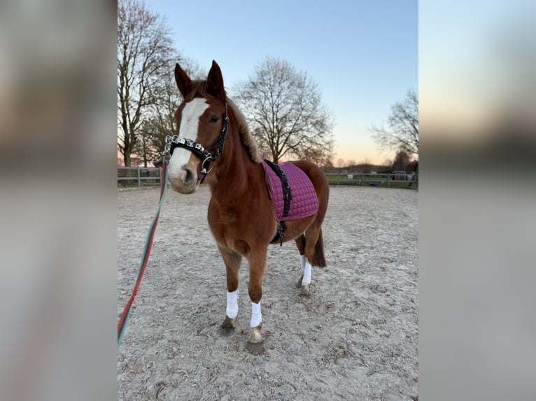 Deutsches Reitpony Stute 4 Jahre 147 cm Fuchs in Heinsberg