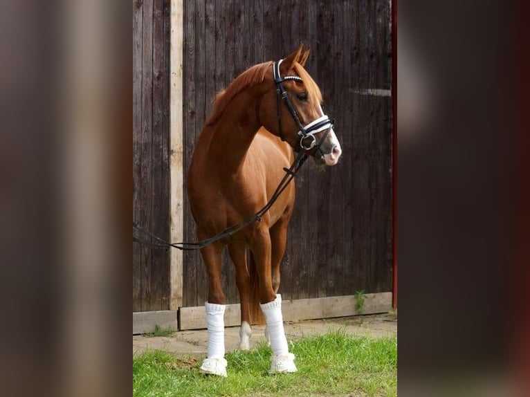 Deutsches Reitpony Stute 4 Jahre 147 cm Fuchs in Achim