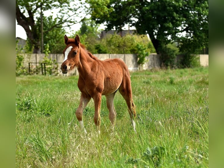 Deutsches Reitpony Stute 4 Jahre 147 cm Fuchs in Wegeleben