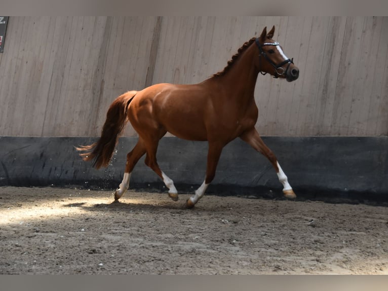 Deutsches Reitpony Stute 4 Jahre 147 cm Fuchs in Wegeleben