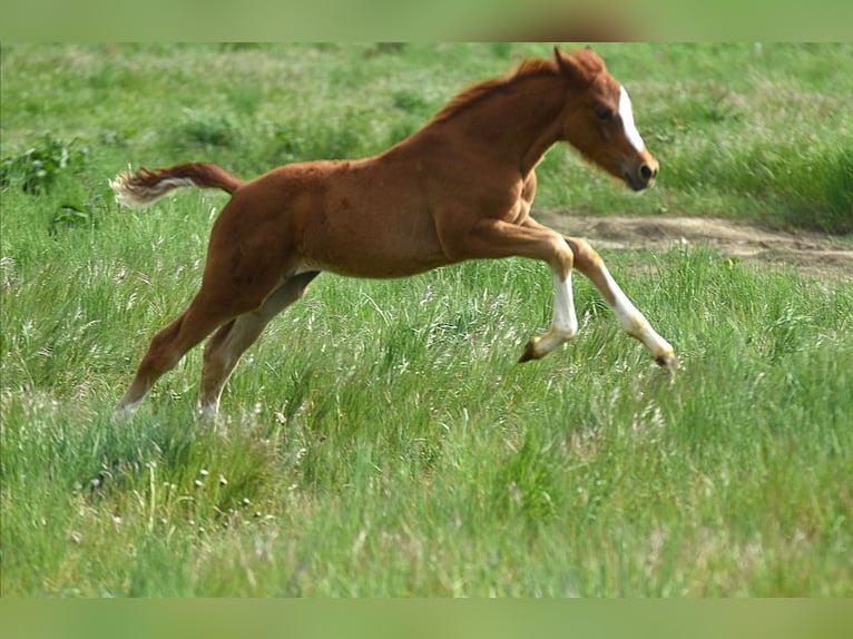 Deutsches Reitpony Stute 4 Jahre 147 cm Fuchs in Wegeleben