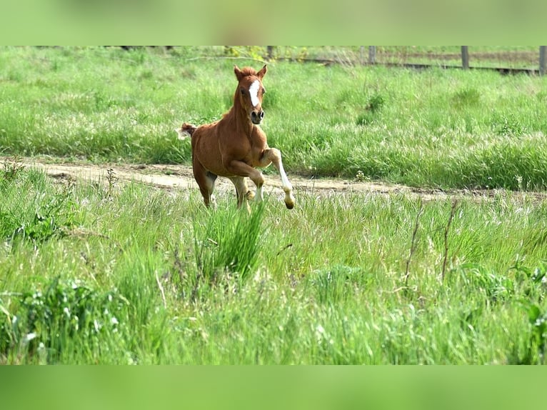 Deutsches Reitpony Stute 4 Jahre 147 cm Fuchs in Wegeleben