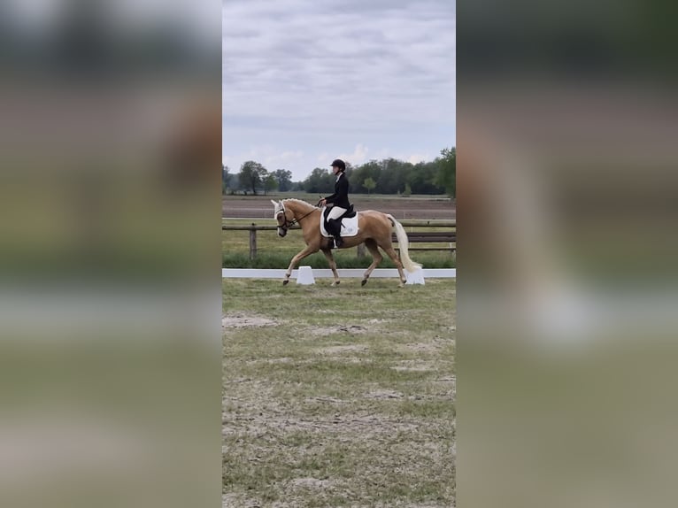 Deutsches Reitpony Stute 4 Jahre 147 cm Palomino in Vollersode