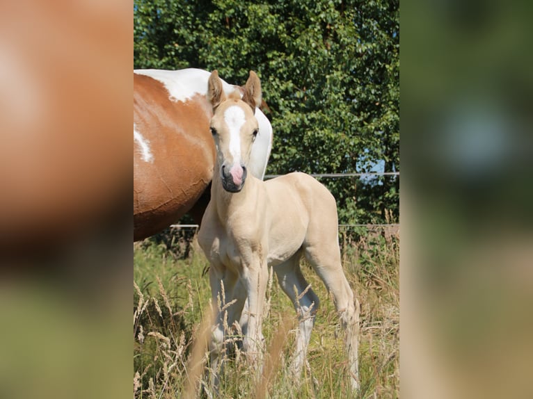 Deutsches Reitpony Stute 4 Jahre 147 cm Palomino in Vollersode