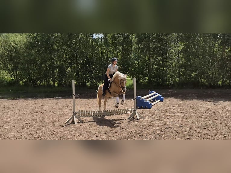 Deutsches Reitpony Stute 4 Jahre 147 cm Palomino in Vollersode