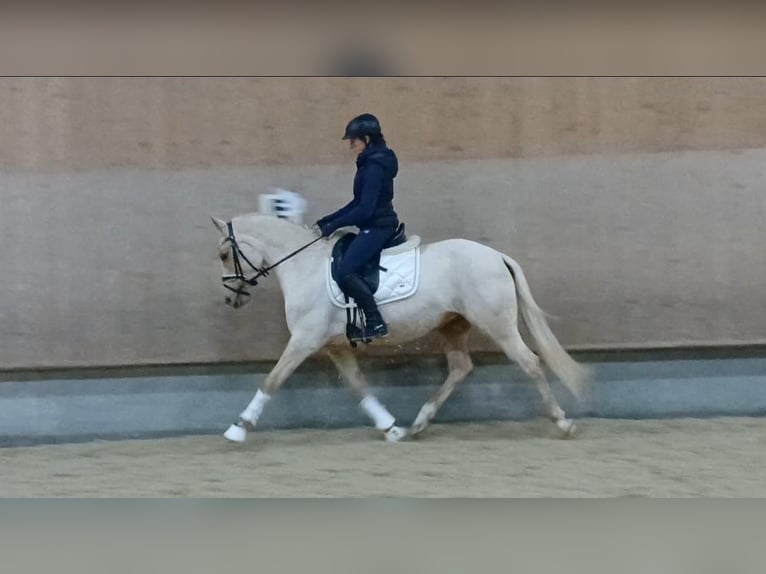 Deutsches Reitpony Stute 4 Jahre 147 cm Palomino in Rudersberg