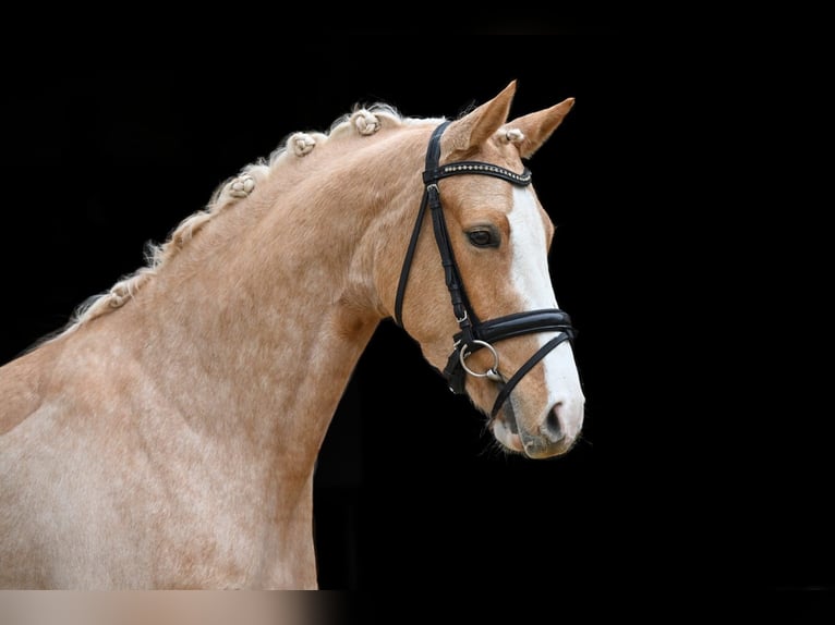 Deutsches Reitpony Stute 4 Jahre 147 cm Palomino in Tauberrettersheim