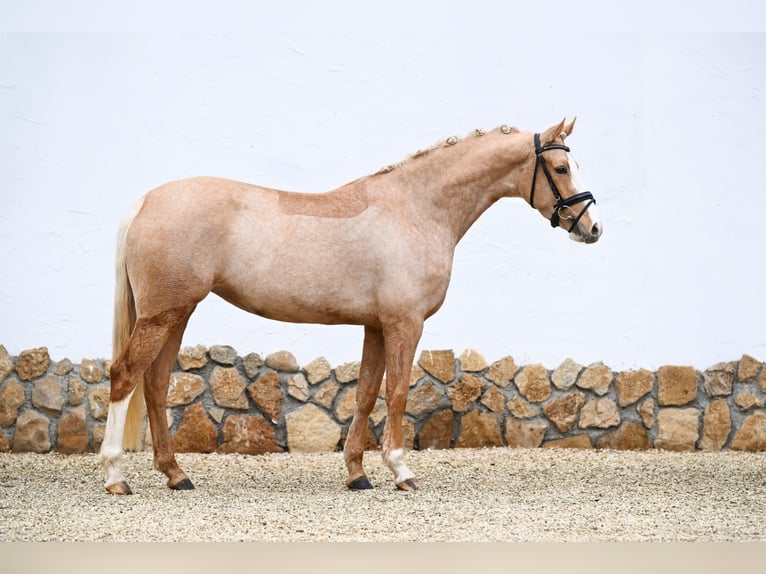 Deutsches Reitpony Stute 4 Jahre 147 cm Palomino in Tauberrettersheim