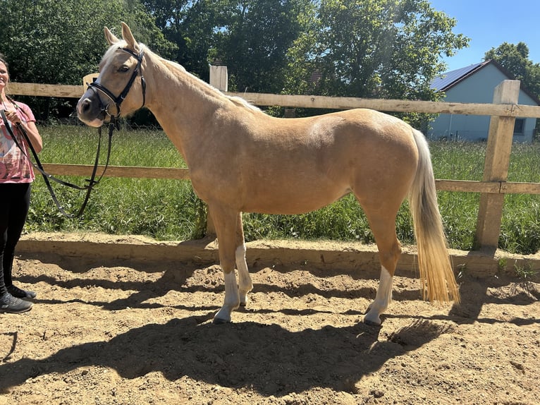 Deutsches Reitpony Stute 4 Jahre 147 cm Palomino in DinkelscherbenDinkelscherben