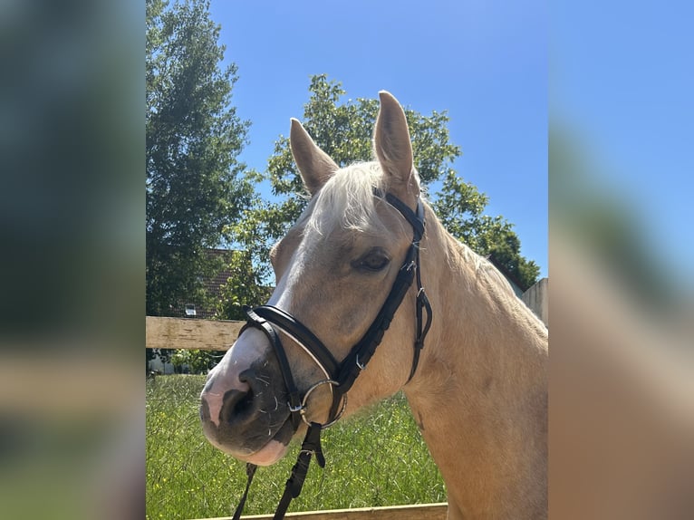 Deutsches Reitpony Stute 4 Jahre 147 cm Palomino in DinkelscherbenDinkelscherben