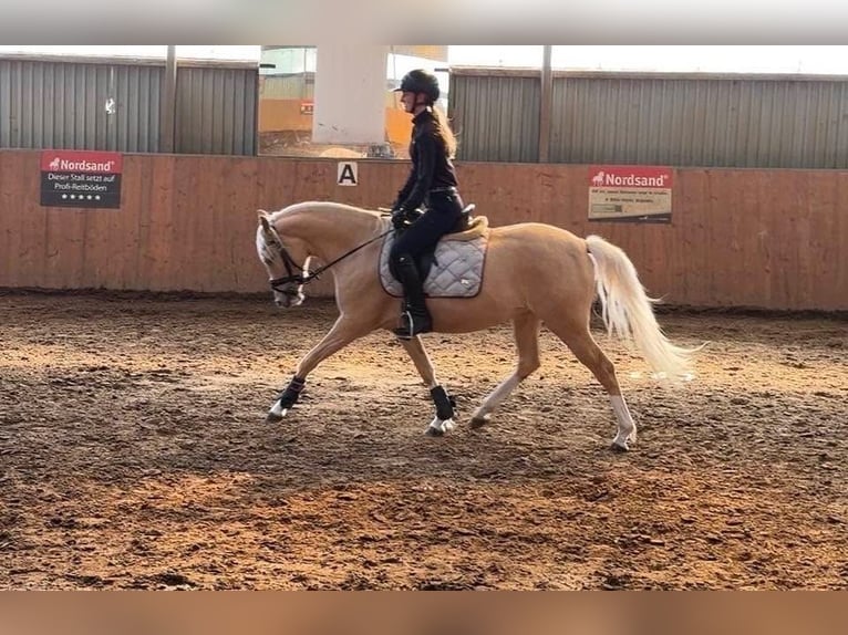 Deutsches Reitpony Stute 4 Jahre 147 cm Palomino in Achim