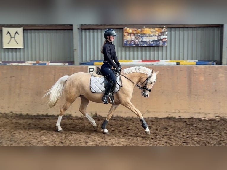 Deutsches Reitpony Stute 4 Jahre 147 cm Palomino in Achim