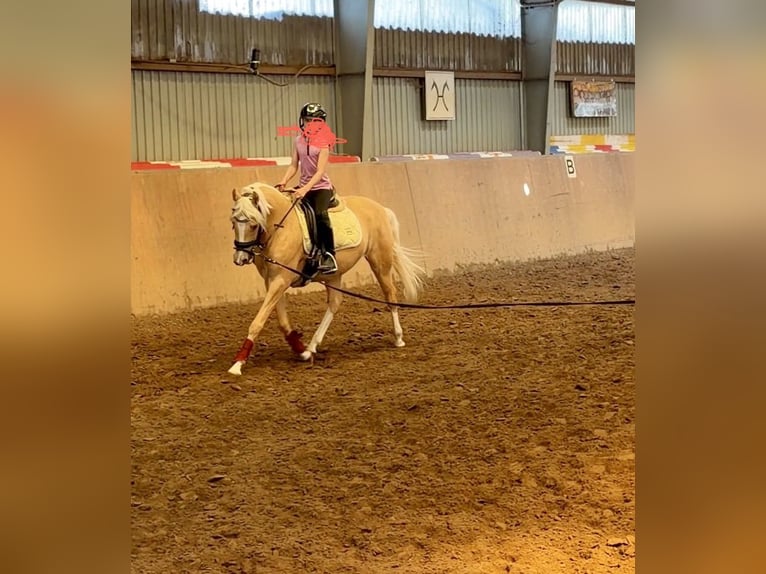 Deutsches Reitpony Stute 4 Jahre 147 cm Palomino in Achim