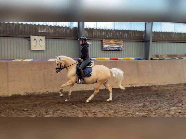 Deutsches Reitpony Stute 4 Jahre 147 cm Palomino in Achim