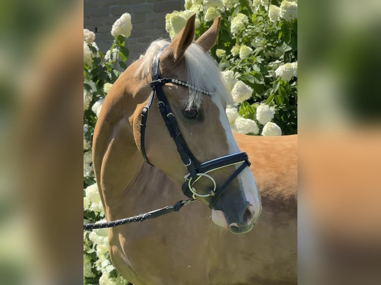 Deutsches Reitpony Stute 4 Jahre 147 cm Palomino in Düsseldorf