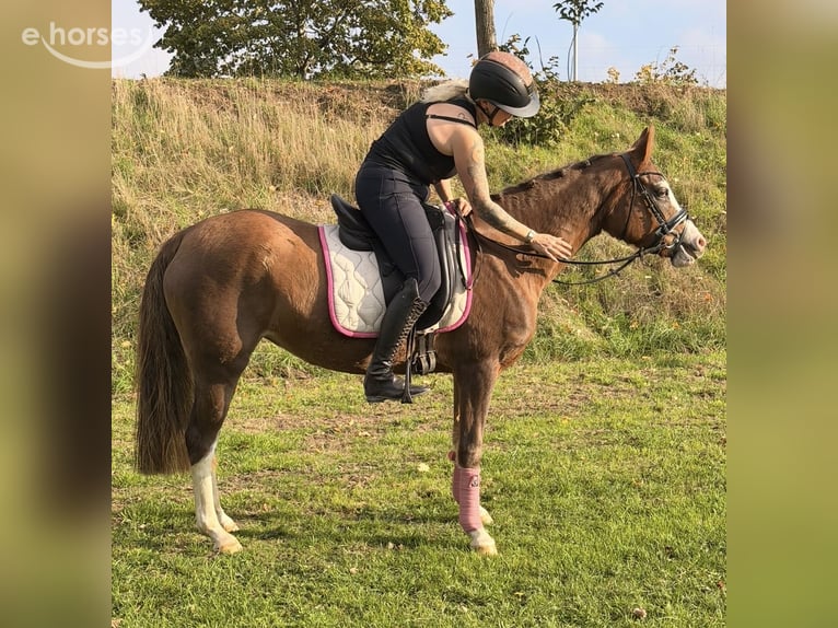Deutsches Reitpony Stute 4 Jahre 147 cm Red Dun in Kaldenkirchen