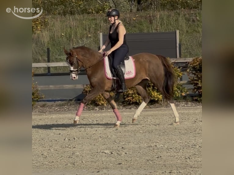 Deutsches Reitpony Stute 4 Jahre 147 cm Red Dun in Kaldenkirchen