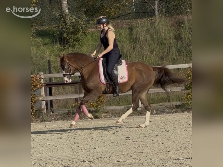 Deutsches Reitpony Stute 4 Jahre 147 cm Red Dun in Kaldenkirchen