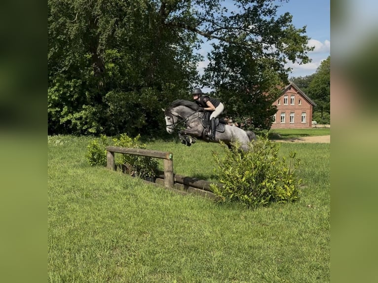 Deutsches Reitpony Stute 4 Jahre 147 cm Schimmel in Lastrup