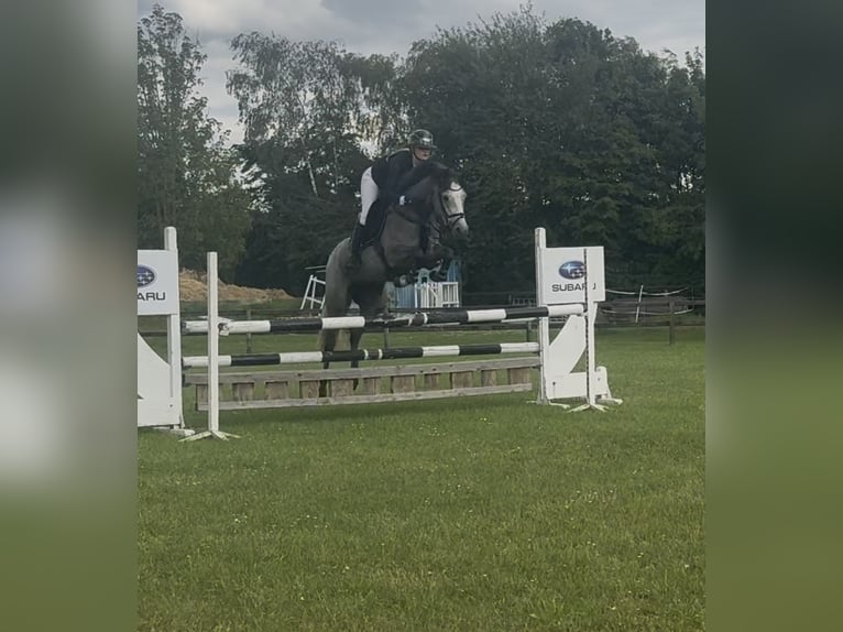 Deutsches Reitpony Stute 4 Jahre 147 cm Schimmel in Lastrup