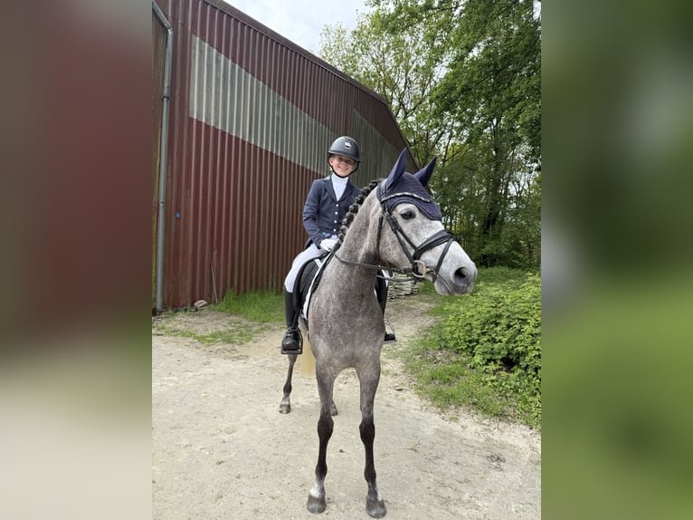 Deutsches Reitpony Stute 4 Jahre 147 cm Schimmel in Lastrup