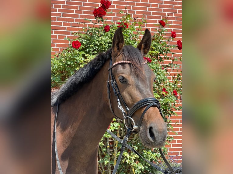 Deutsches Reitpony Stute 4 Jahre 147 cm Schwarzbrauner in Hollenstedt