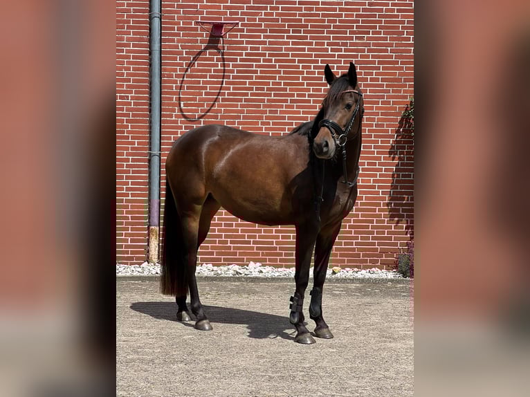 Deutsches Reitpony Stute 4 Jahre 147 cm Schwarzbrauner in Hollenstedt