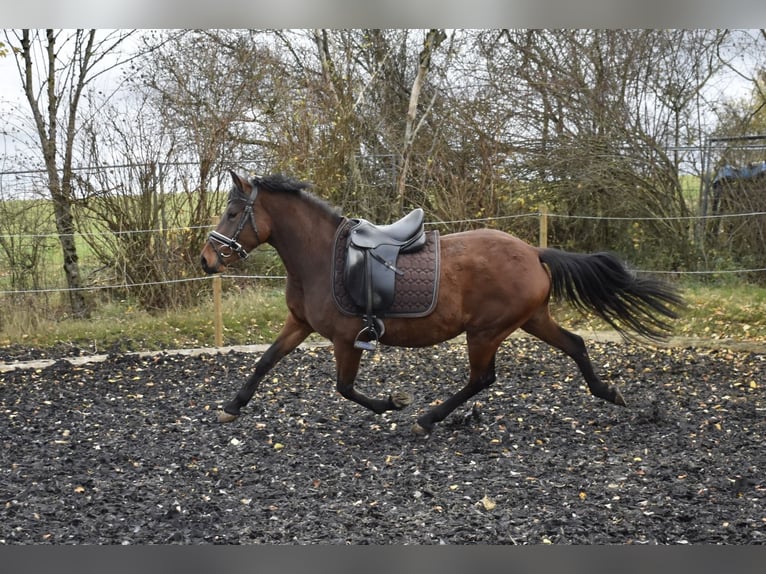 Deutsches Reitpony Stute 4 Jahre 148 cm Brauner in Osburg