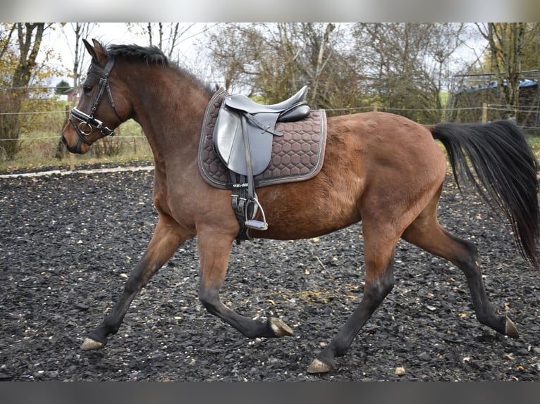 Deutsches Reitpony Stute 4 Jahre 148 cm Brauner in Osburg