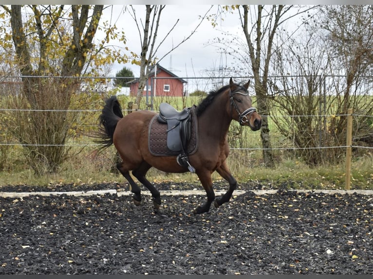 Deutsches Reitpony Stute 4 Jahre 148 cm Brauner in Osburg